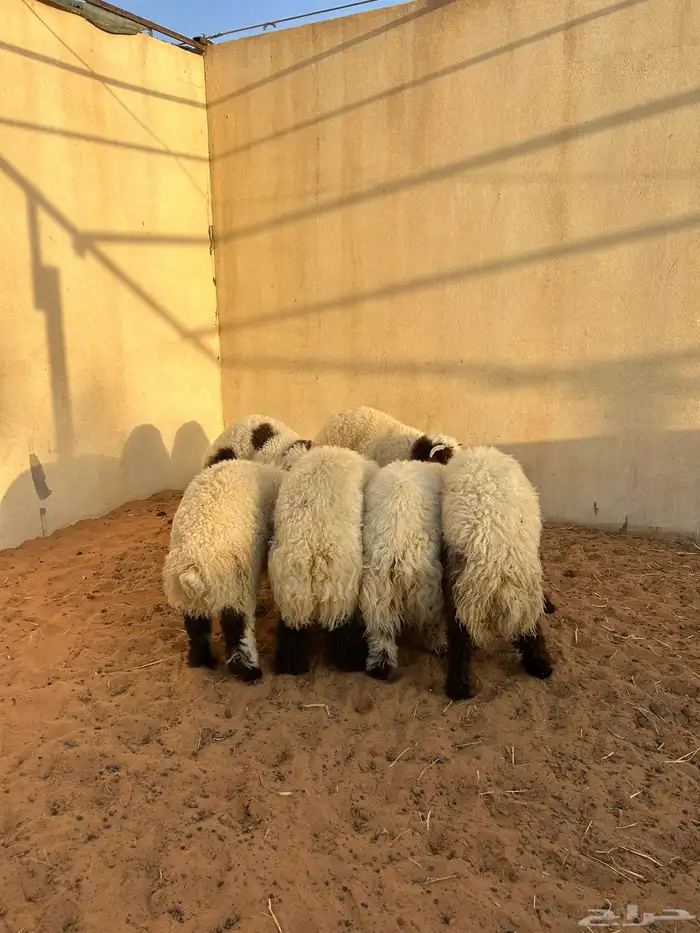 طليان مفاطيح جزله وهرفي فاخر 1