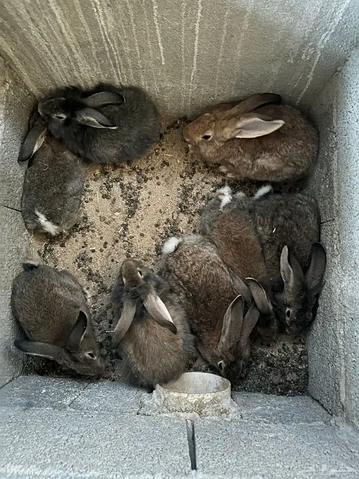 ارانب شانشيلا للبيع 1