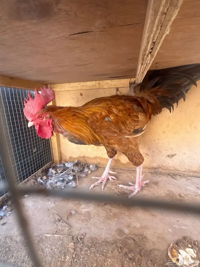 للبيع ديكه عربية 3