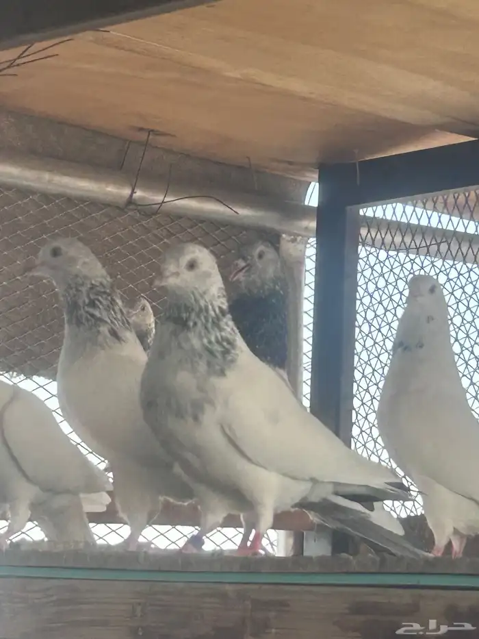 حمام باكستاني اصلي 0