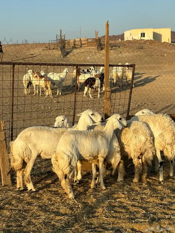رخال حرش طيبه الحد 1350 0
