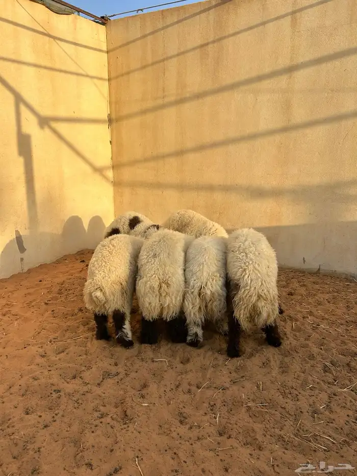 طليان مفاطيح جزله وهرفي فاخر 0