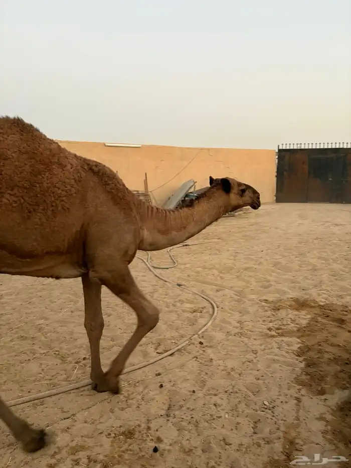بكار حقايق صفر مقاني سومها 10 آلاف 11