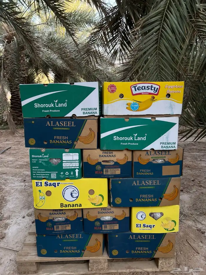 للبيع تمر خلاص و منيفي فاخر للبيع 1