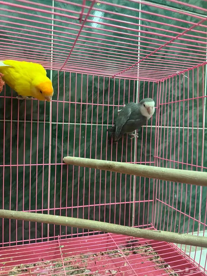 جوز روز منتج 2