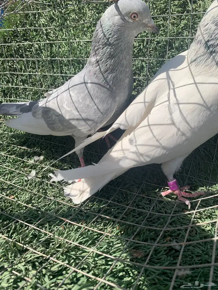 حمام بكستاني 2