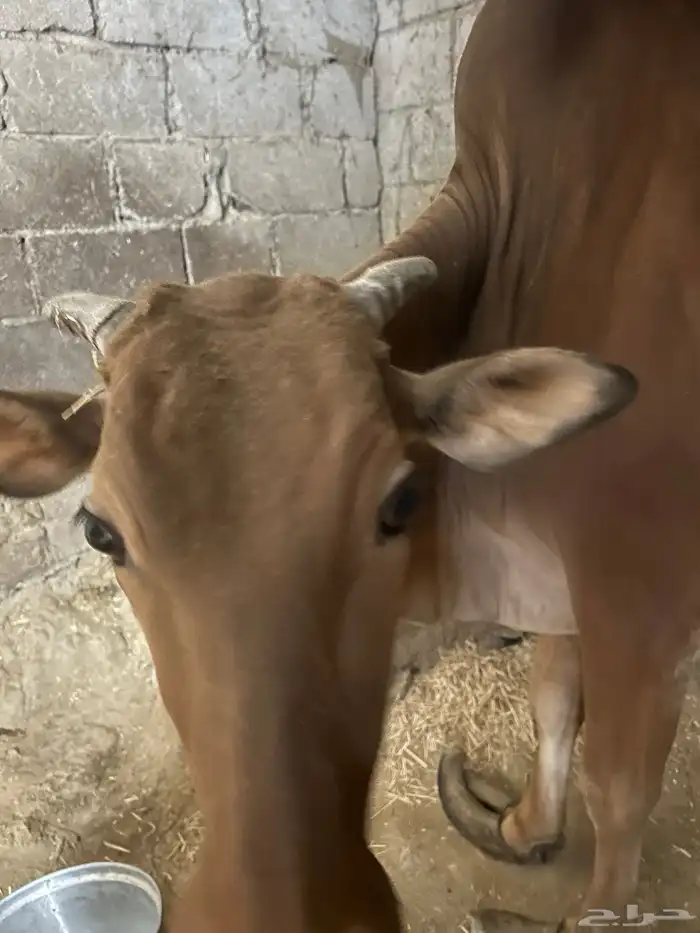 بقره للبيع 7