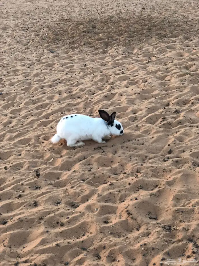 ذكر ارنب بابون 0