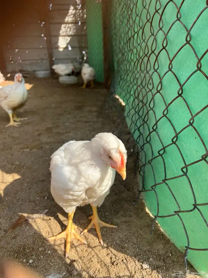 دجاج لاحم عمر 45 يوم الحجم من 900 الي 1150 السعر 11 1