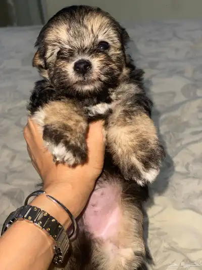 فندقة كلاب index