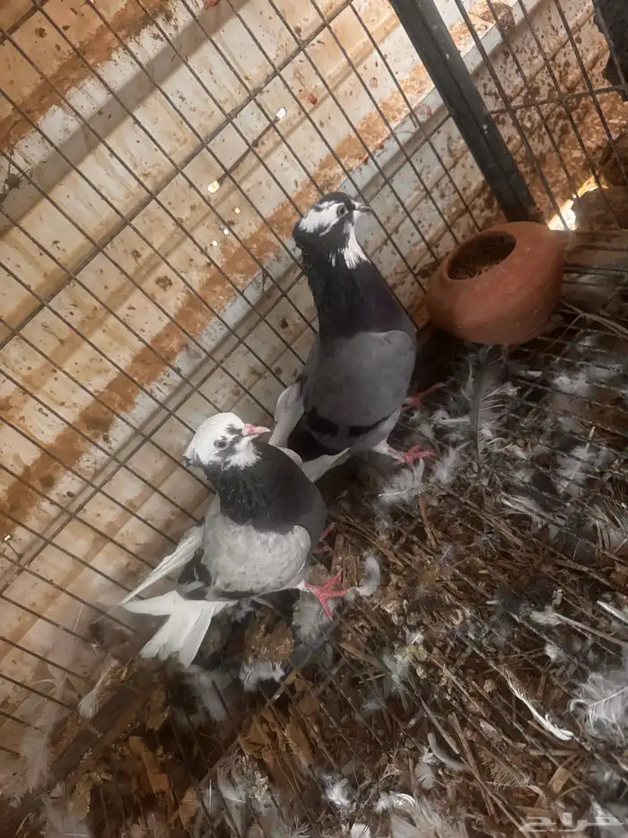 جوز ايراني 0
