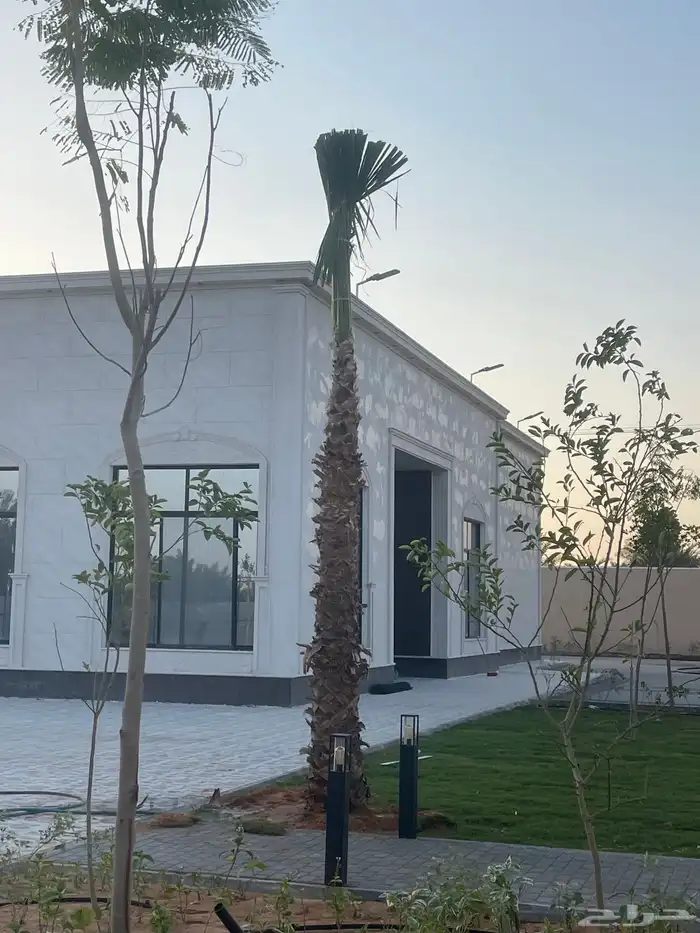 نخيل واشنطويا للبيع 1