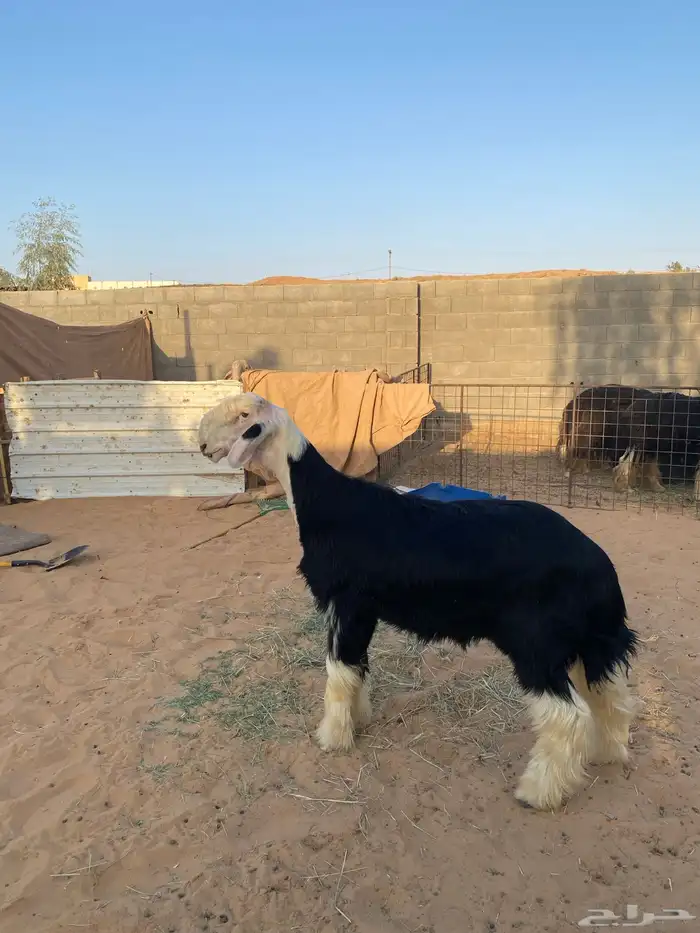 مشروع فحل نجدي فاخر 0