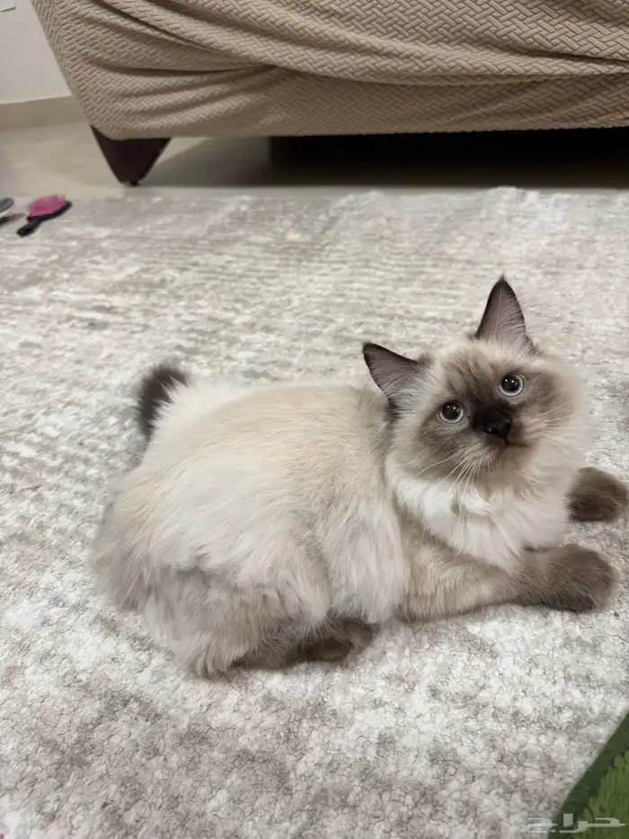 قطط صغيره 2