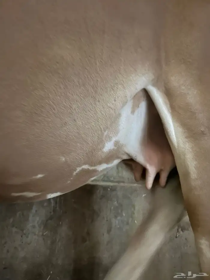 بقره للبيع 8