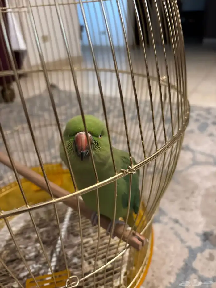 طير دره عمره سنيتين 0