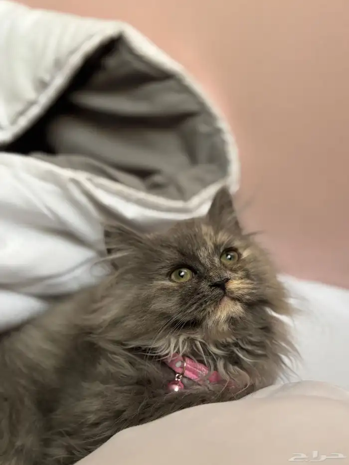 قطة شيرازي أمريكي 1