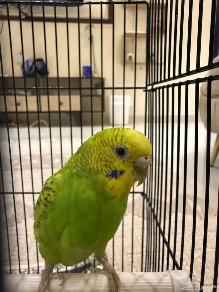 طيور زينه للتربيه 2