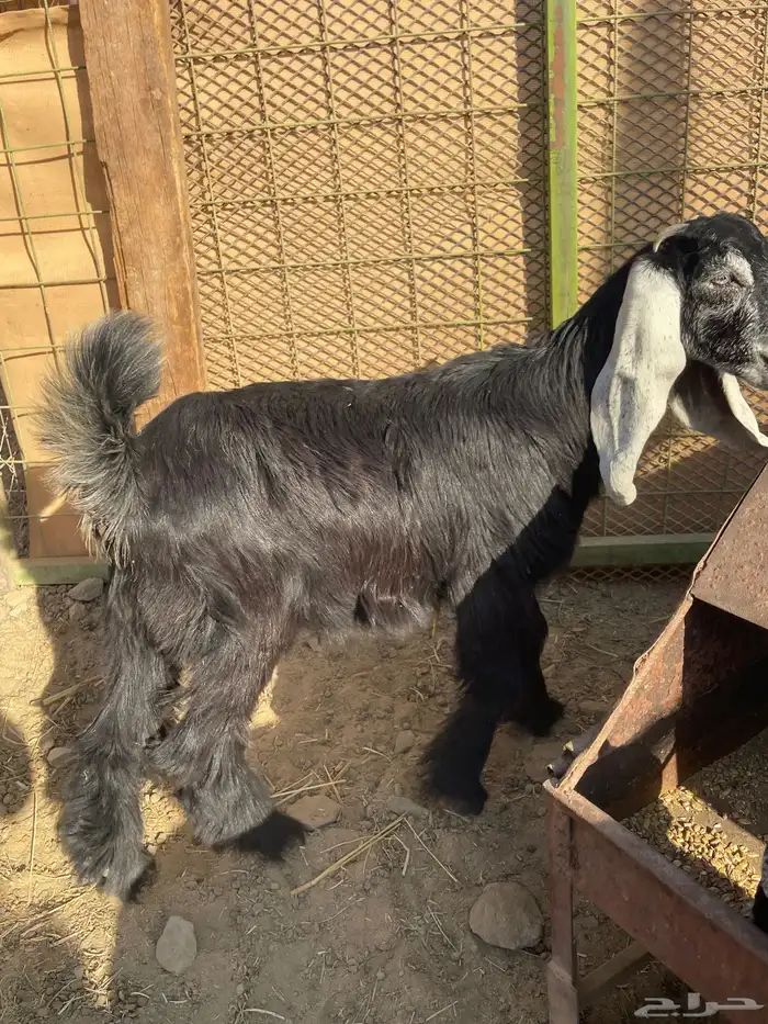 ذبايح حريه فاخره مع خدمة الذبح والتوصيل 8