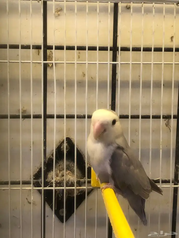 للبيع طيور روز 3
