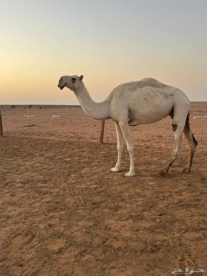 ضروبه وضحا شبب 1