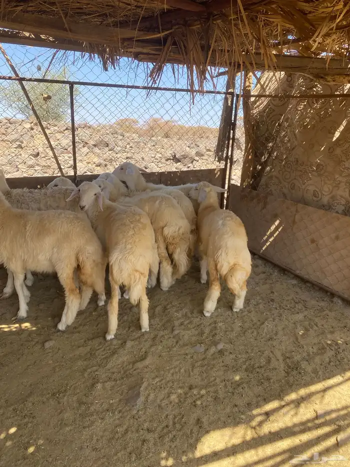 رخال طيبه 0
