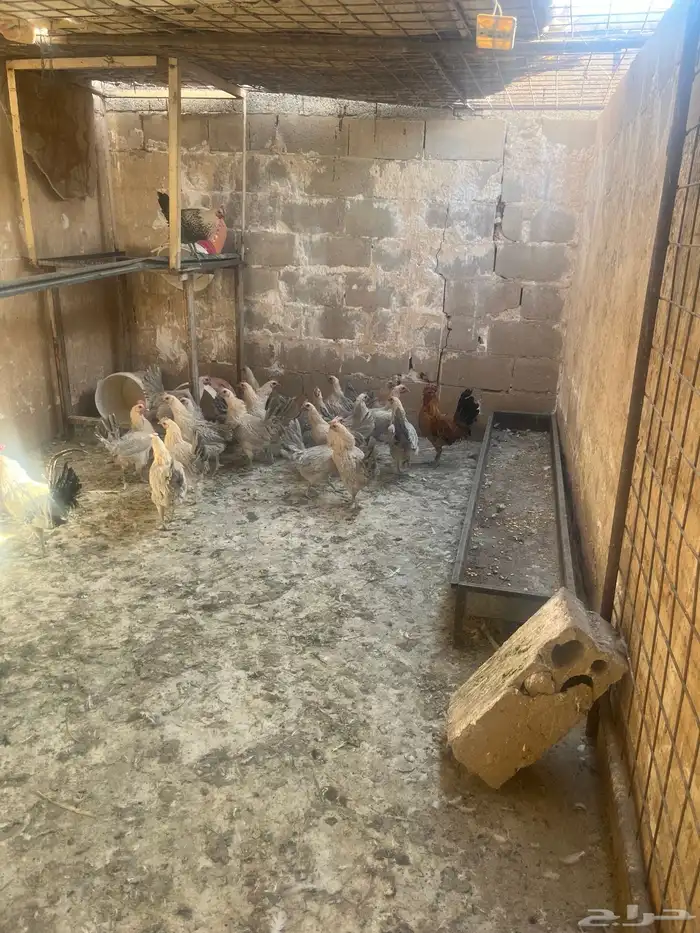 السلام عليكم اعرض لكم دجاج بياض العدد 20 فيومي اللمنيوم 0