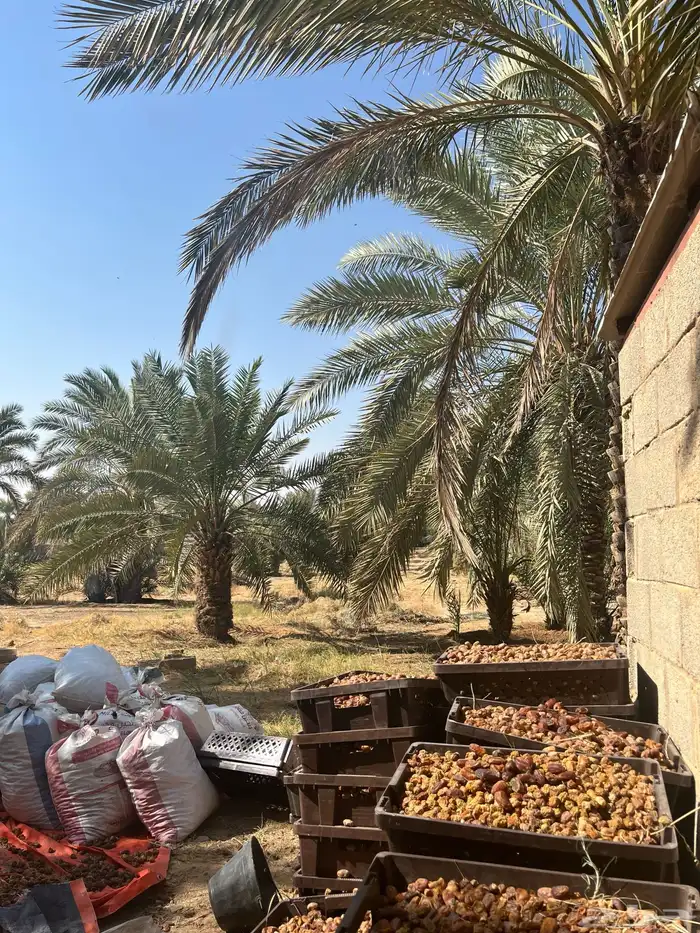 تمر ناشف للبهم جاهز بخياش 0