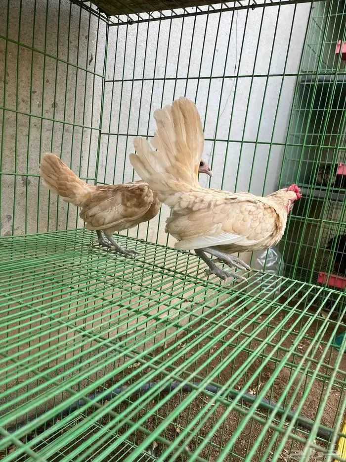 دجاج 3