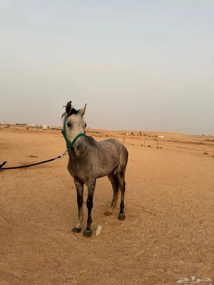 للبيع حصان 0