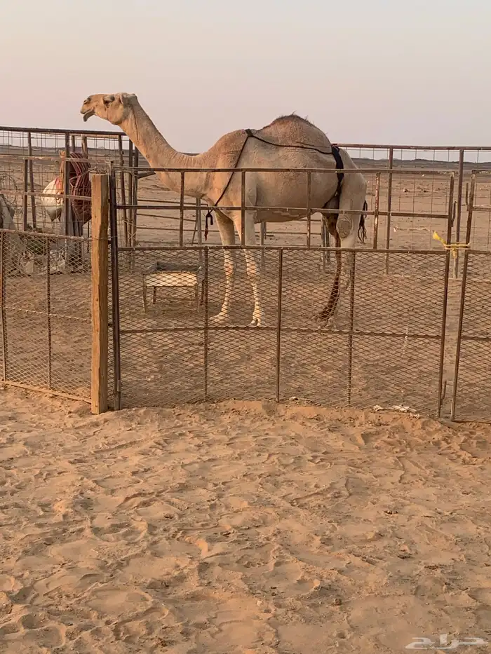 ناقه للبيع 1