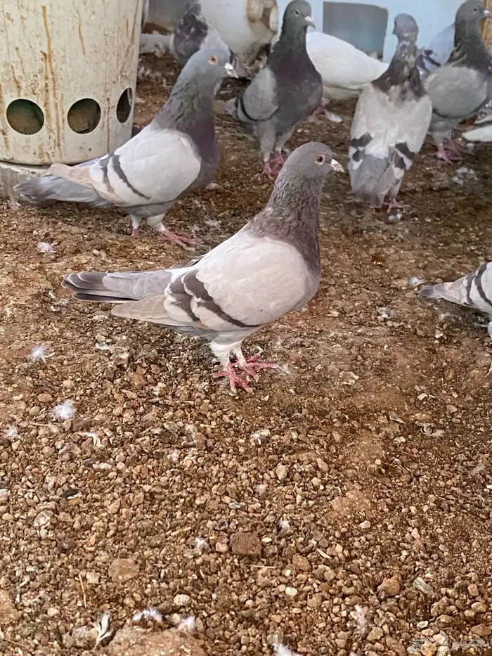 حمام سلفر وفرنسي سوبر جامبو وجامبو 2