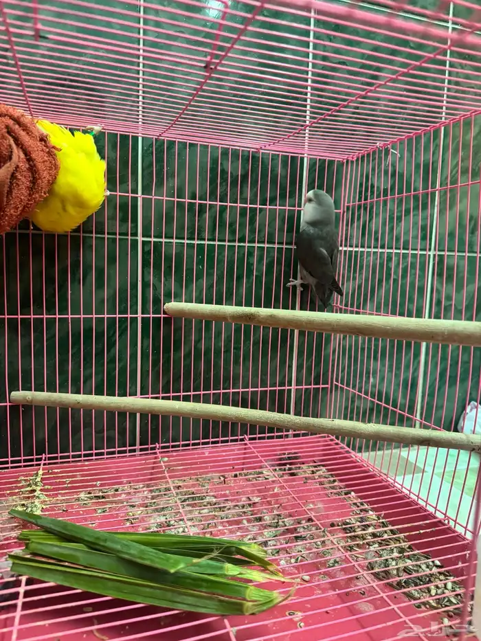 جوز روز منتج 4