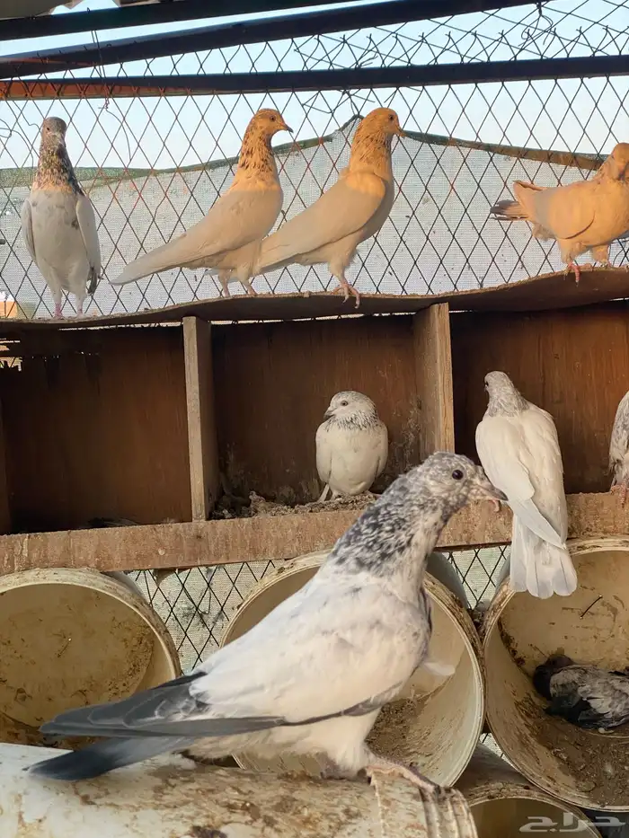 حمام باكستاني اعمار صغيره شباب 26