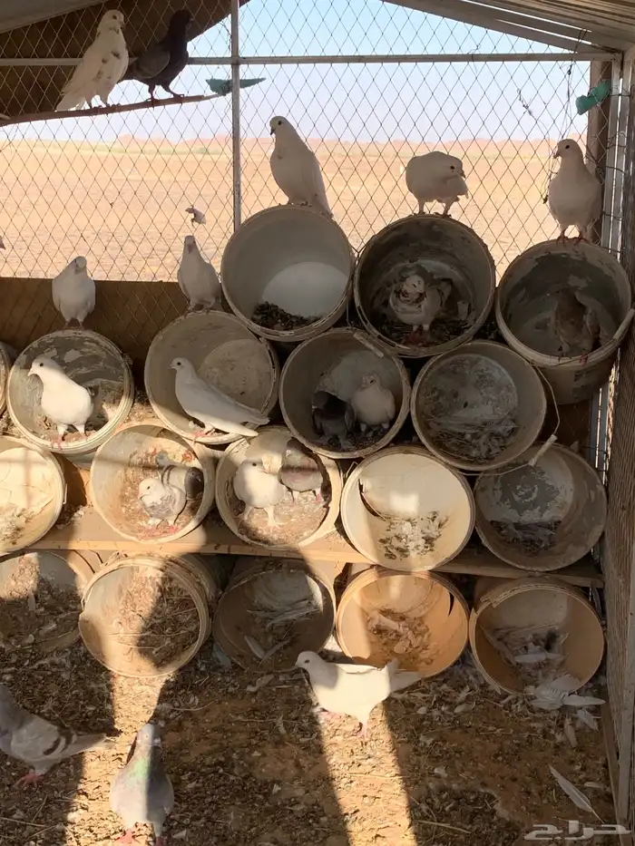 حمام فرنسي وسلفر منتج شرط 2