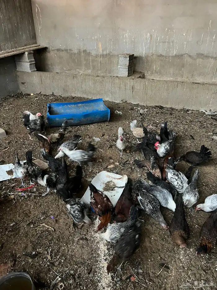 دجاج فيومي ( بياض ) 0