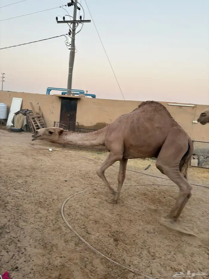 قعودين شعل مستقبل فحول سومها على 10 آلاف 6