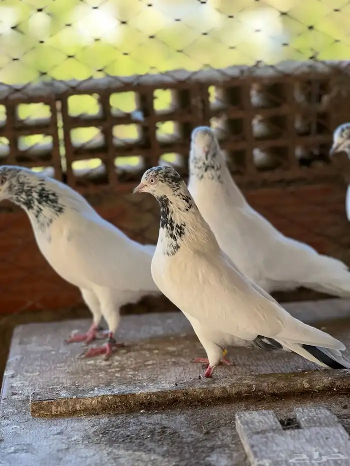 حمام بكستاني جناسر فواخر 3