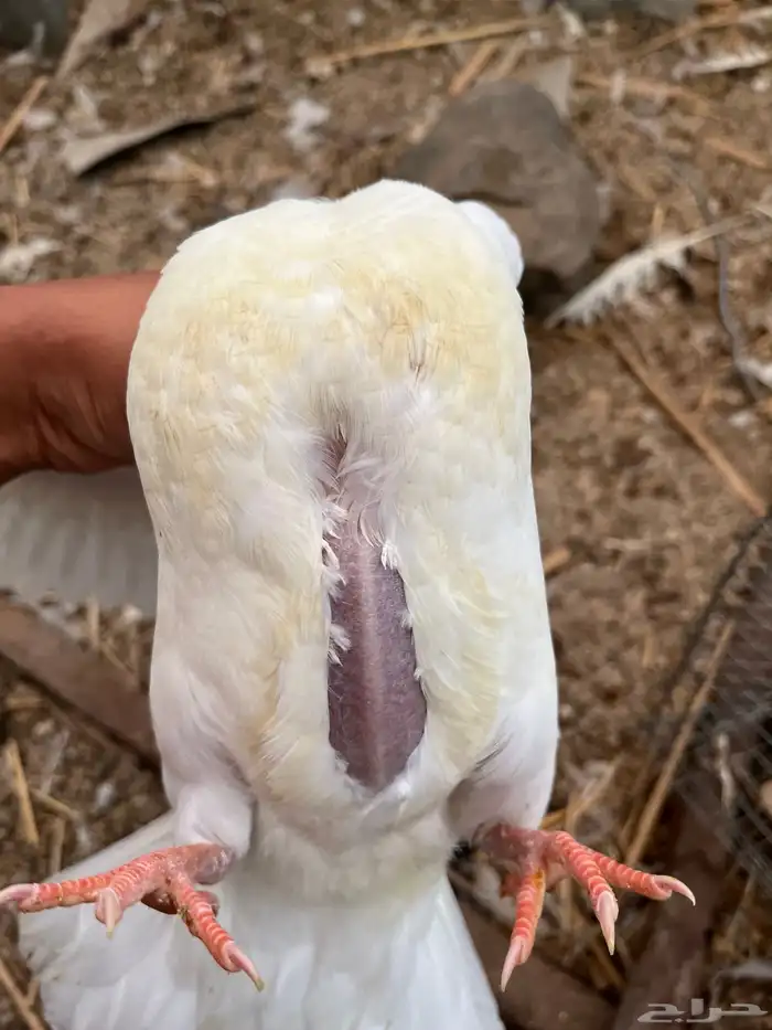 زغاليل حمام فرنسي سوبر جابو شحم ولحم 0