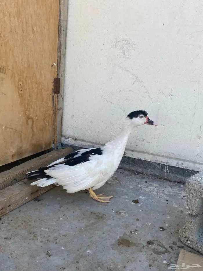 بط للبيع 1