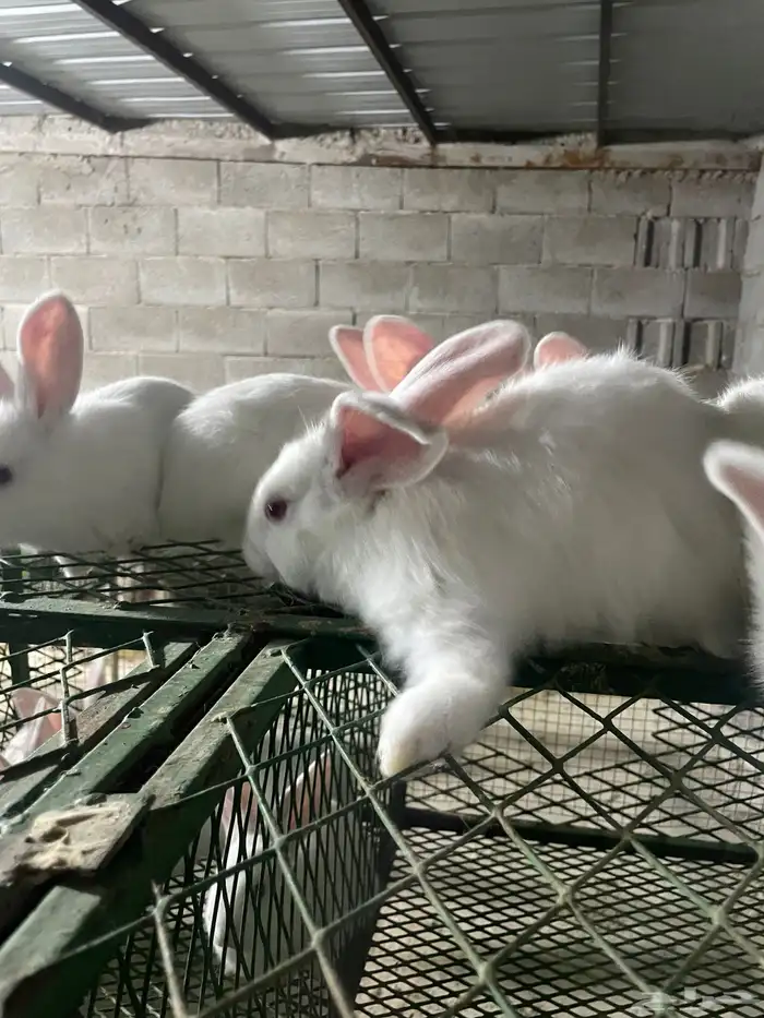 انتاج فلاندر 8