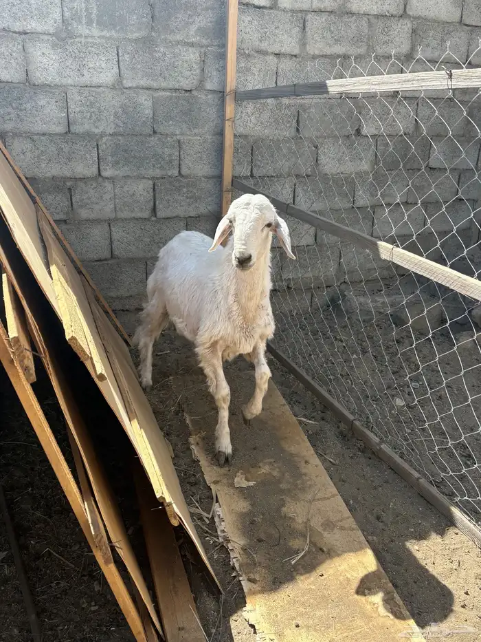 خروفين ذبايح 2