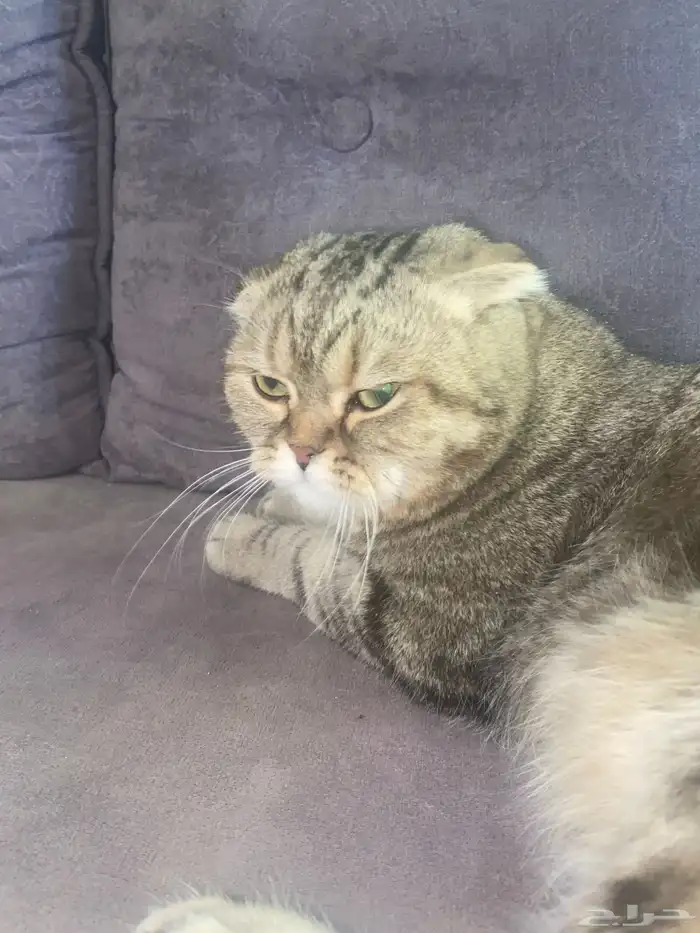 للبيع قط على السوم 1