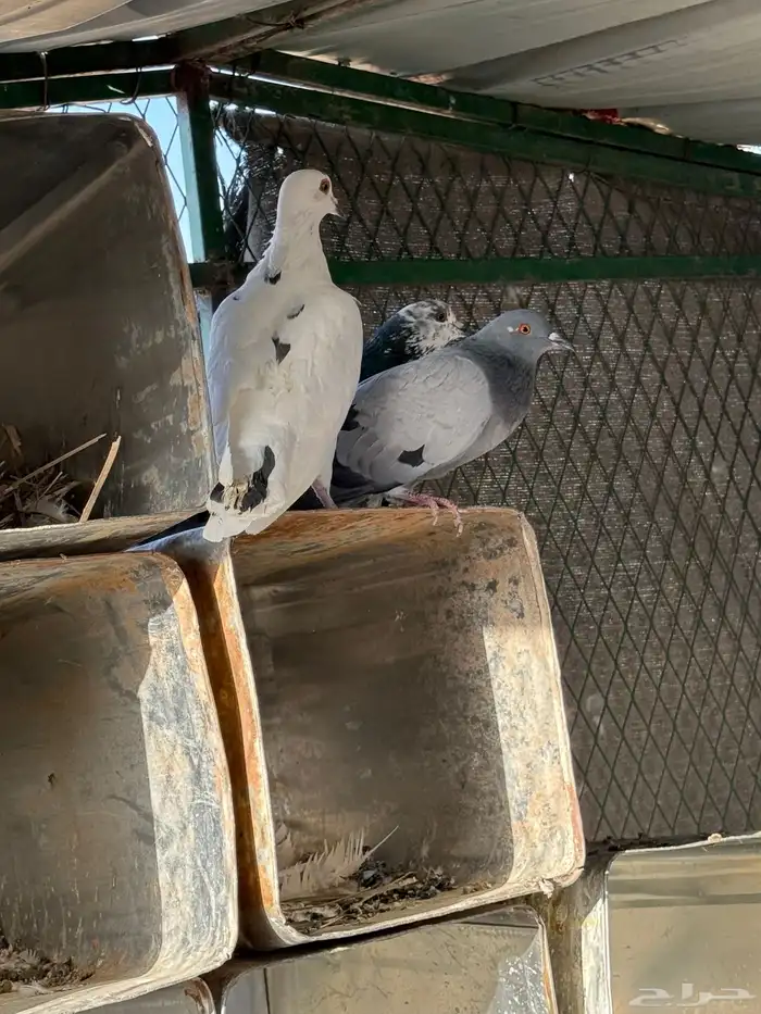 حمام دحول قوي وسبوق 2