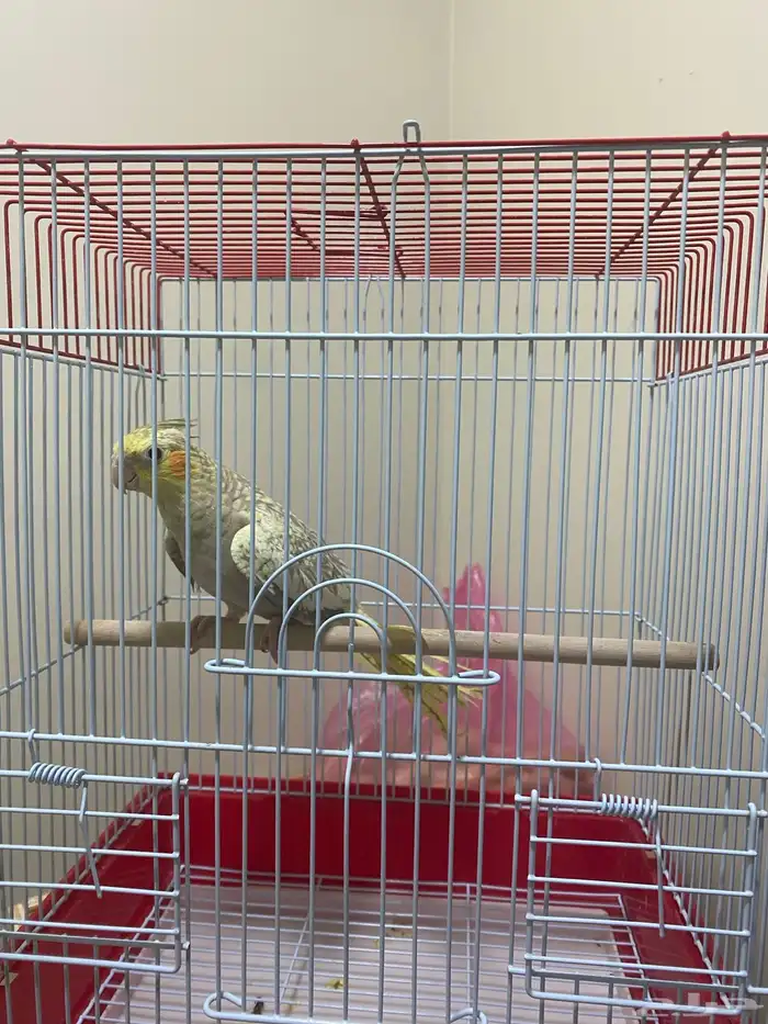 كروان انثى 3