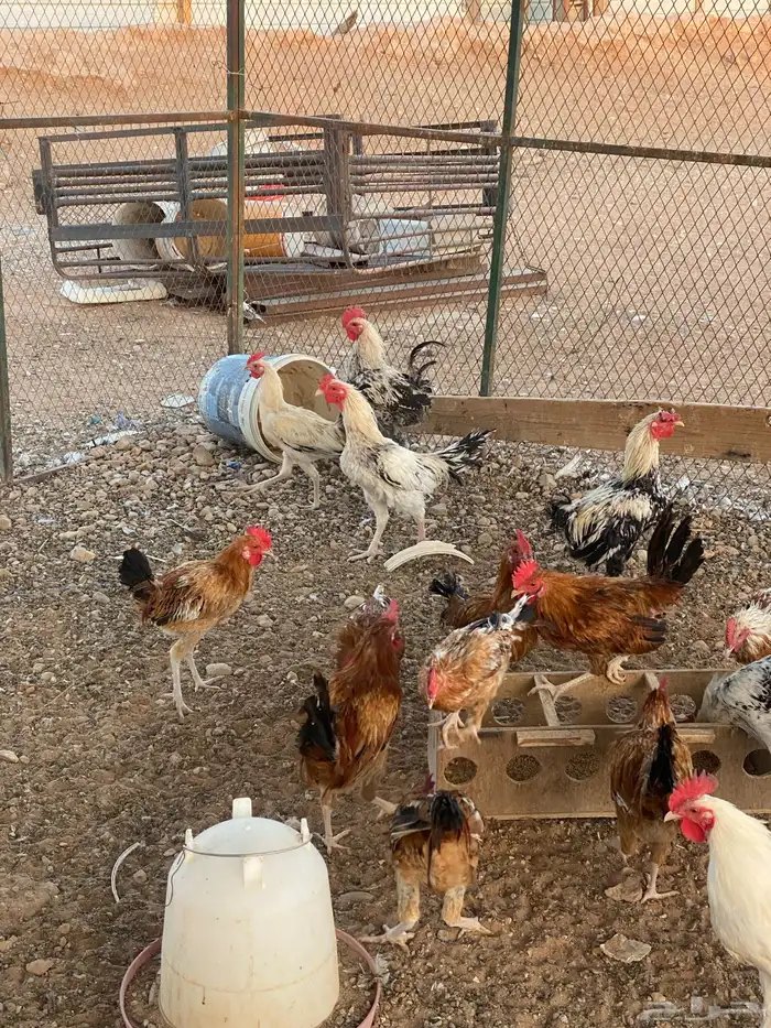 ديوك بلدي 13