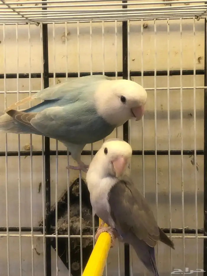 للبيع طيور روز 4