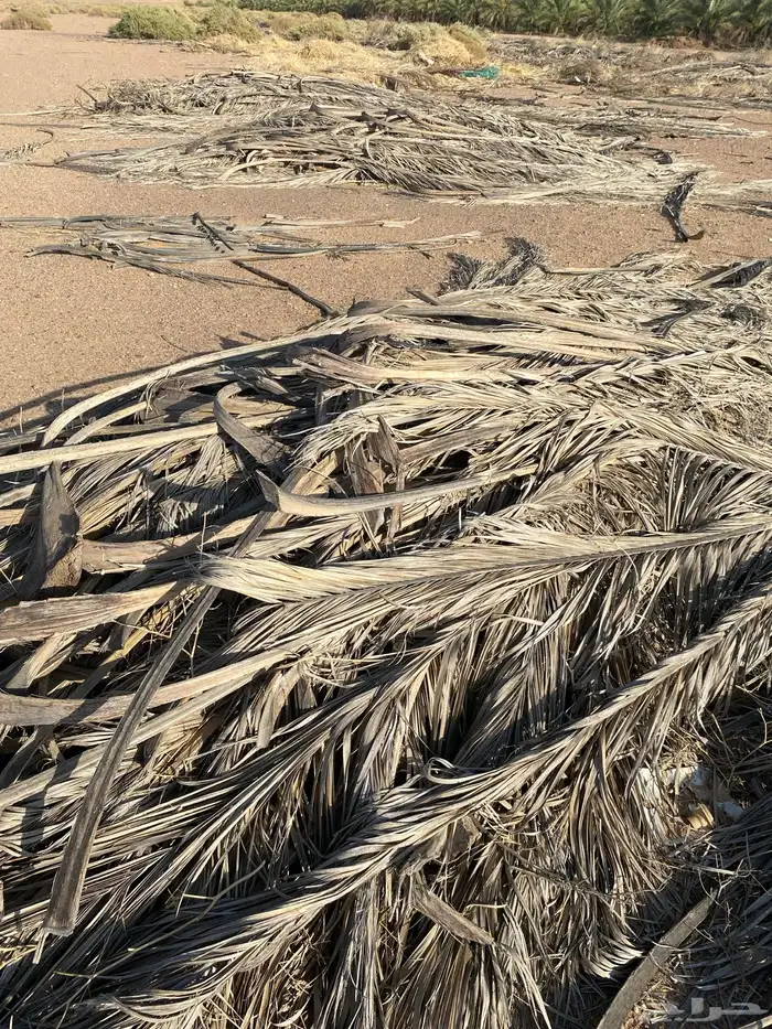 جريد نخل ( سعف ) كمية كبيرة 1