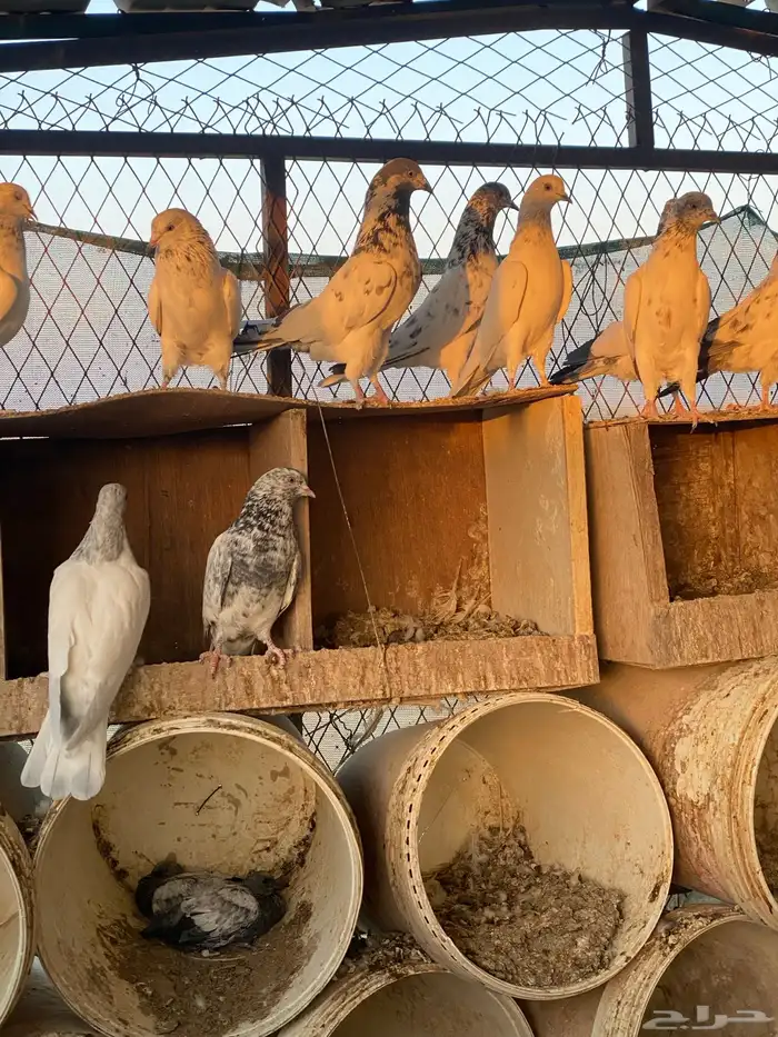 حمام باكستاني اعمار صغيره شباب 22