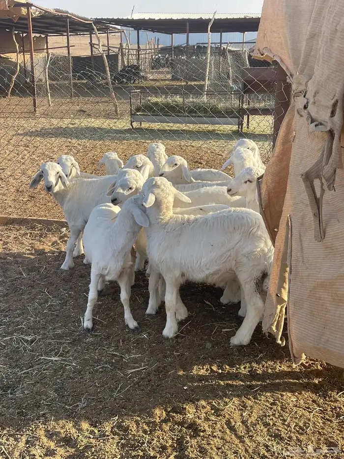 بهم حريات 0